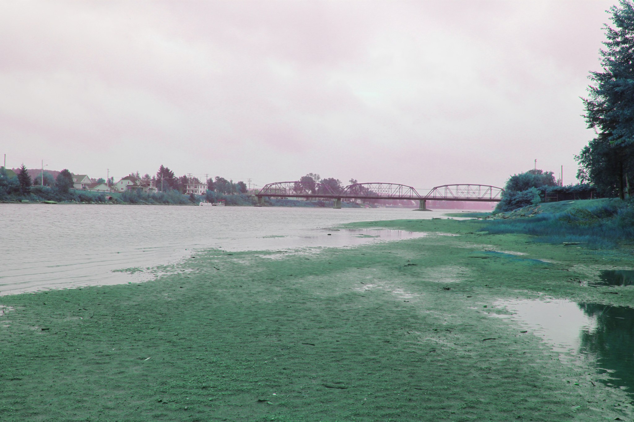 Grüne Algen bedecken einen See mit einer Brücke, Bäumen, Gebäuden, Polen und einem bewölkten Himmel im Hintergrund.