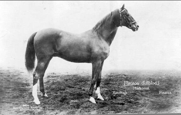 Schwarz-weißes Foto eines Pferdes, das aufmerksam im Dreck steht, mit seiner Mähne und seinem Schweif im Wind wehend.