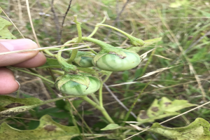 Eine Person hält einen Bund grüner Tomaten an einer Pflanze, mit Schimmel an einigen, vor einem Hintergrund von Pflanzen und Gras.