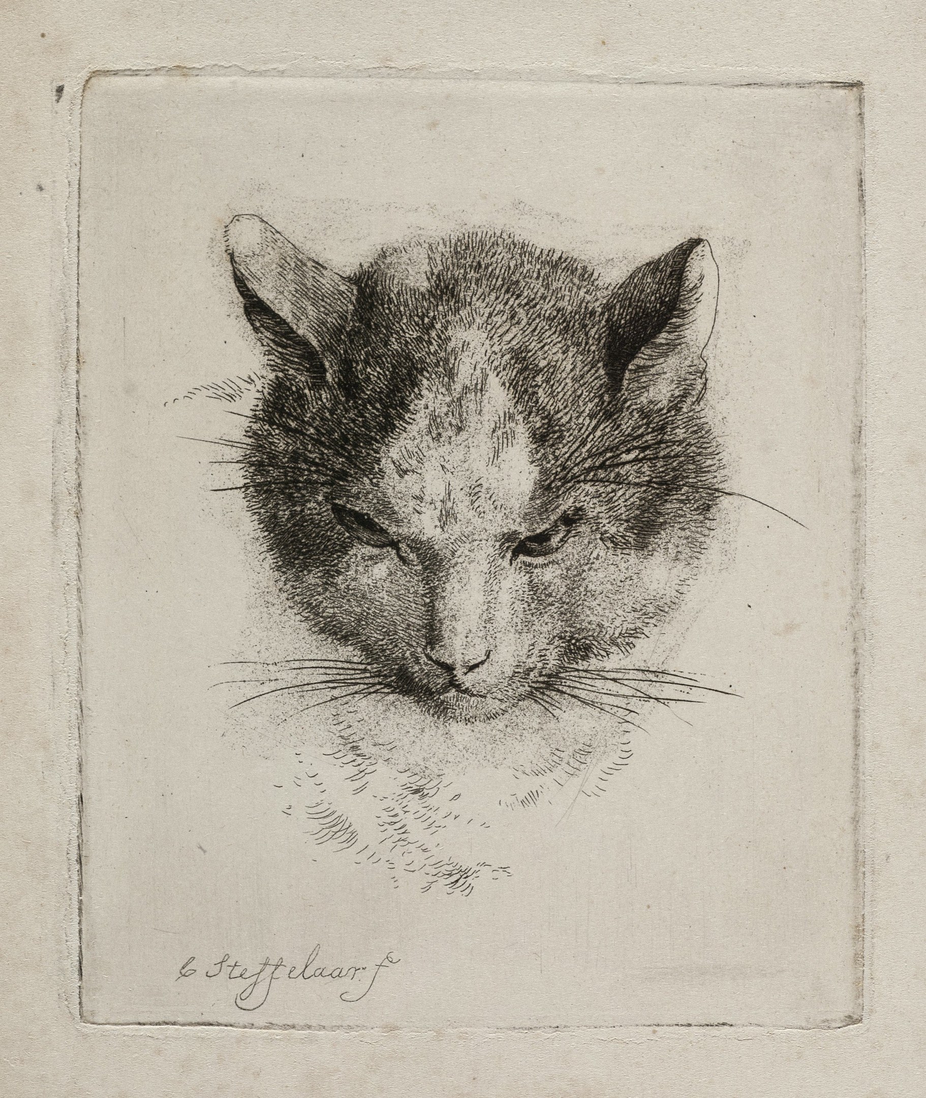 Schwarze und weiße realistische Zeichnung einer Katze mit weiten Augen, aufgestellten Ohren, langen Schnurrhaaren und einem eingekringelten Schwanz auf Papier mit fetter Schrift.