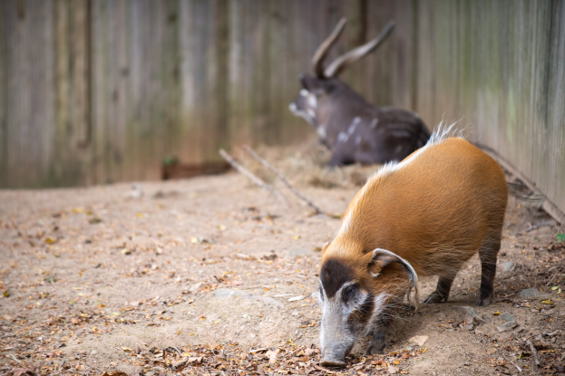 Zwei Wildschweine in einem Gehege mit einem hölzernen Zaun im Hintergrund, umgeben von trockenen Blättern.
