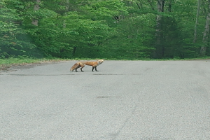 Ein Fuchs steht im Gras neben einem Rettungswagen bei Nacht, beleuchtet vom Licht des Fahrzeugs, und scheint nach Futter zu suchen.