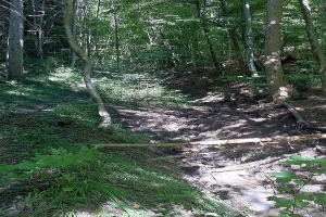 Ein gewundener Pfad durch einen schattigen Wald mit hohen Bäumen und leuchtenden Pflanzen, mit Text unten.