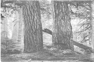 Schwarzes und weißes Foto eines Fahrrads, das auf dem Waldboden inmitten von hohen Redwood-Bäumen geparkt ist, durch die die Sonne scheint.