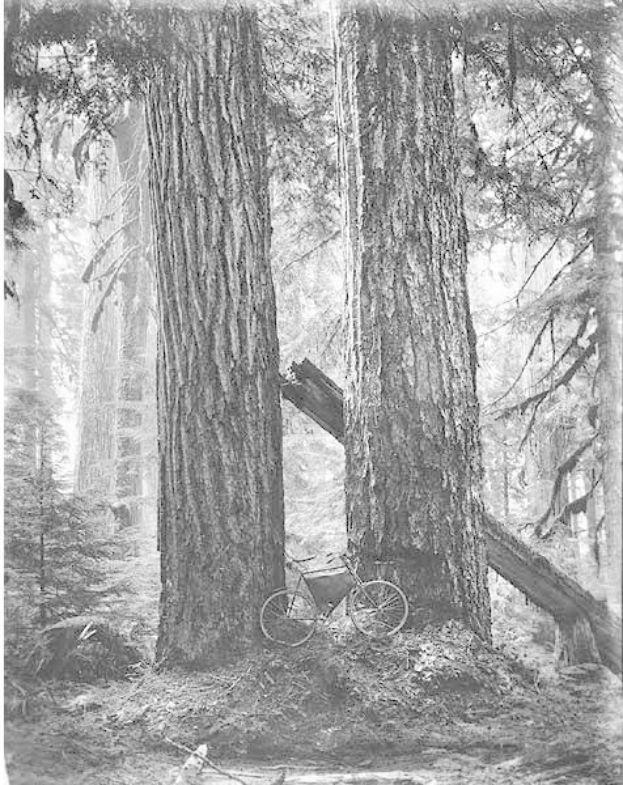 Schwarzes und weißes Foto eines Fahrrads, das auf dem Waldboden inmitten von hohen Redwood-Bäumen geparkt ist, durch die die Sonne scheint.