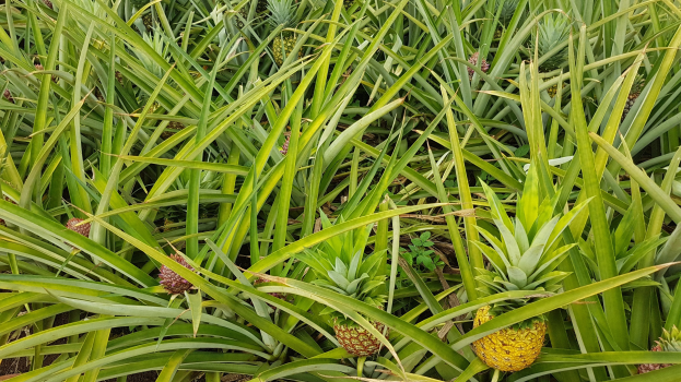 Ein Feld mit Ananaspflanzen und grünen Blättern sowie reifen Ananasfrüchten.