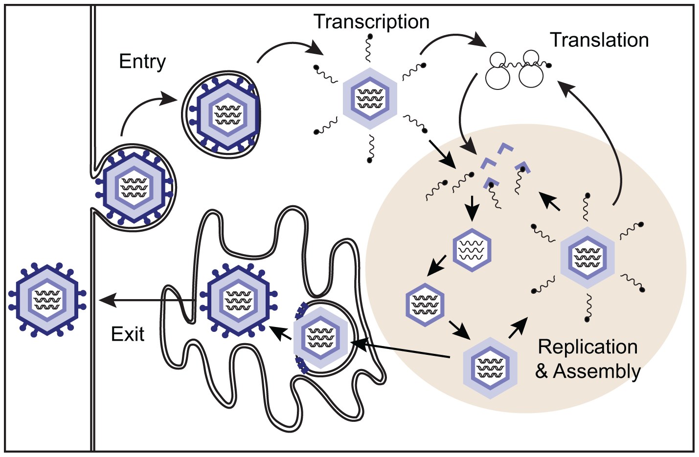 Diagramm, das die Transkriptions- und Translationsprozesse in einer Zelle darstellt.