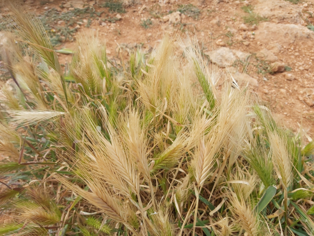 Nahaufnahme eines goldgelben reifen Roggenfeldes mit verstreuten Pflanzen und Steinen.